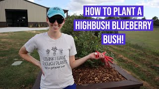 How To Plant a Highbush Blueberry Bush [upl. by Plath]