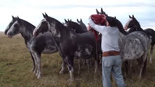 INCREIBLE TROPILLA ENTABLADA DE 10 CABALLOS  VENDIDA  WWWLOSEQUINOSCOM [upl. by Sitoiganap257]