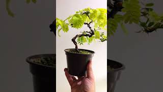 Tamarindus indica progress bonsaiprojects bonsaiwork bonsaitree indoorbonsai plants bonsai [upl. by Dranek865]