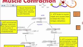 Muscle Contraction  Actin and Myosin IB Biology [upl. by Hatty]