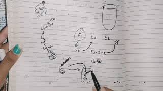 Protein degradation Ubproteasomesystem aminoacidmetabolism biochemistry [upl. by Havard]