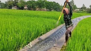 Amazing Traditional Village Net Fishing  The Boy Catching Big Fish [upl. by Unders]