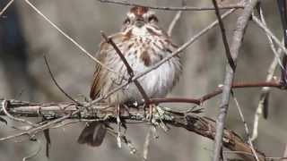 Song Sparrow Calling [upl. by Clerk476]