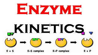 Enzyme kinetics animation [upl. by Lyrrad]