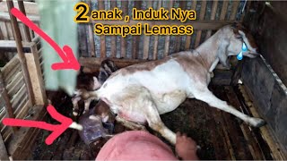 Proses Kambing melahirkan 2 anak [upl. by Hynes]