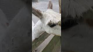 Whatzup Alpaca Feeding time at the Catoctin Wildlife Preserve 2024 [upl. by Asha]