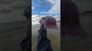 Rescue Mission Saved rare venomous Blue Jellyfish 🥺 [upl. by Kcod483]