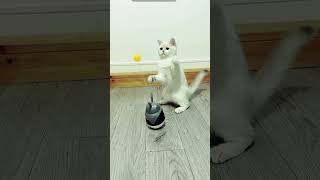 Cat Tumbler Ball Toys Treat Dispenser Cat lovers [upl. by Pournaras]