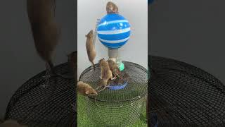 best home mouse trapmouse trap tips [upl. by Hastie]