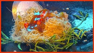 How to make WATER MIMOSA with Noodle  Traditional Noodle  Street Food [upl. by Nueormahc658]