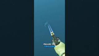 Spearfishing Solid Barracudas shorts youtubeshorts spearfishing stlucia adventure [upl. by Ragland]