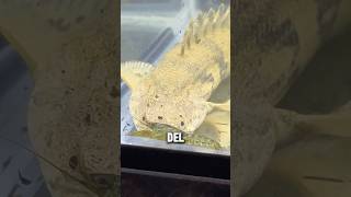 Pez Bichir ¡Comiendo crustáceos 🦞🐠😮‍💨 bettafishtanks peces aquariumtanks acuario fishtanks [upl. by Stockwell]