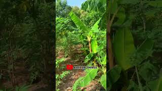 Cassava and Plantain farm in Ejisu Ghana Africa ghanaafrica farm shorts [upl. by Madison]