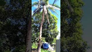 coconut tall coconuttrees hotweather sunny sunnyday [upl. by Caleb253]