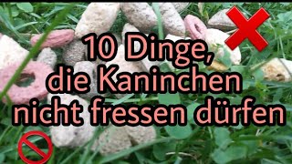 10 Dinge die du deinem Kaninchen nicht verfüttern solltest [upl. by Kuo681]