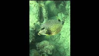 Trunkfish fish coralreef underwater trunkfish [upl. by Leasim]