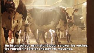 Ep2 La Traite  La Ferme des Paysans Fromagers Nantais [upl. by Tekcirk]