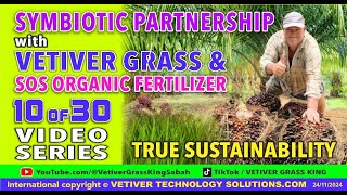 SERIES 10 of 30 VETIVER TECHNICALLY SOLUTIONS © SYMBIOTIC PARTNERSHIP with PALM OIL TREES 271124 [upl. by Enitsud]