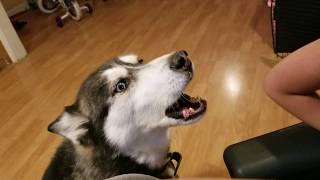 Siberian Husky Howling to His Own Video [upl. by Irovi]