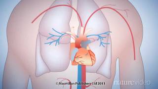 The 50year quest to replace warfarin by Nature Video [upl. by Falda]