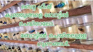 betta fish bottling malayalam  betta fry care malayalam bettafishfarmkerala bettafish breeding [upl. by Secrest134]