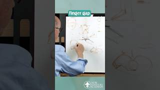 Glenn Vilppu explains the quot3 finger gapquot in figure drawing ✍️ [upl. by Cherry]