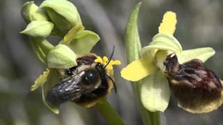 Le pollinisateur Colletes cunicularius sur lOrchidée Ophrys occidentalis [upl. by Margret]