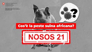 NOSOS 21  Che cos’è la peste suina africana [upl. by Ciel425]