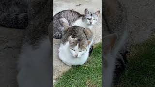 『帯状疱疹系YouTuber』猫猫 ねこ動画 野良猫動画 実家猫 [upl. by Den84]