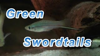 Green Swordtails [upl. by Lukey660]