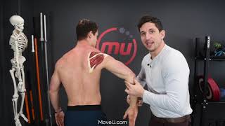 Rotator Cuff Education MoveU [upl. by Olivier637]