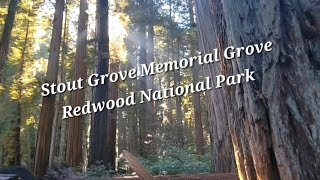 Redwood National Park  Stout Memorial Grove Trail [upl. by Lectra]