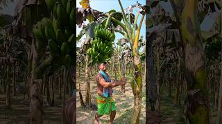 How bananas are cut food episode 2313 banana food shorts [upl. by Hsirt]