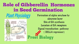 Role of Gibberellin Hormones in Seed Germination ll Plant Physiology [upl. by Hannad487]