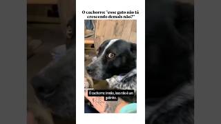 o cachorro quotesse gato não tá crescendo de mais não quot [upl. by Gillian14]