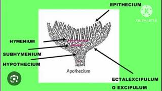 thallus of pezizastructure of apothecium [upl. by Esiled]