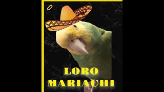 LORO CANTA MARIACHI  VICENTE FERNANDEZ [upl. by Ahsoj]