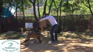 Dressage de chienne Malinoise au mordant qui attaque pour la protection avec Eric Tramson [upl. by Dazhehs]