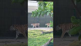 Tiger 🐅 safaripark dubai shorts [upl. by Hadihahs]