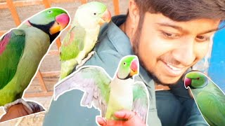 Wizard Parrot Market Topi Bajar Kpk  Pakistani Pets Market  Talking Parrots [upl. by Mokas499]