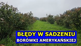 NIE SADŹ tak Borówek Błędy przy Sadzeniu Borówki amerykańskiej Jak i Kiedy Sadzić Borówki Uprawa [upl. by Anatola]