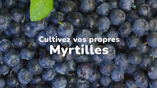 Cultivez vos propres myrtilles 🍇 [upl. by Ahsii]