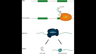 Functions of Introns [upl. by Middlesworth]