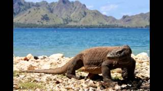 Taman Nasional Komodo  Nusa Tenggara Timur  Tempat Wisata di Indonesia [upl. by Welcome651]