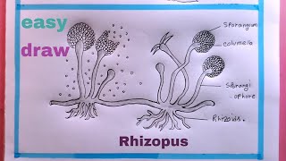 how to draw Rhizopus easydiagram of Rhizopus [upl. by Whipple755]