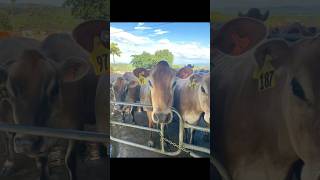 Louise and Lottie are going to a show next week Wednesday and my two calves can’t wait [upl. by Sarson]