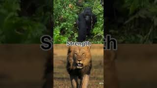 Silverback Gorilla vs Lion [upl. by Lidaa]