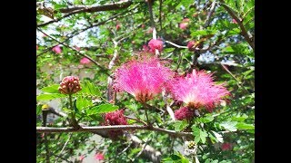 Calliandra surinamensis Calliandra tenuiflora Acacia fasciculata Inga fasciculata Surinam Powder [upl. by Franchot]