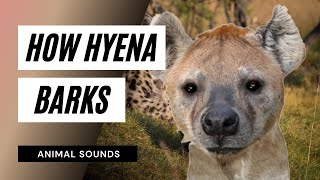 The Animal Sounds Hyena Barks  Sound Effect Animation [upl. by Vicky]