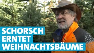 Bei der Weihnachtsbaumernte mit FichtenSchorsch in der Eifel [upl. by Hazem]